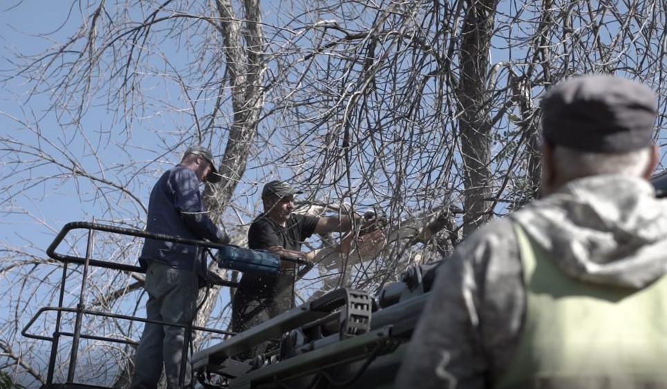 В поселке Начало убрали аварийное дерево после онлайн-жалобы на госуслугах