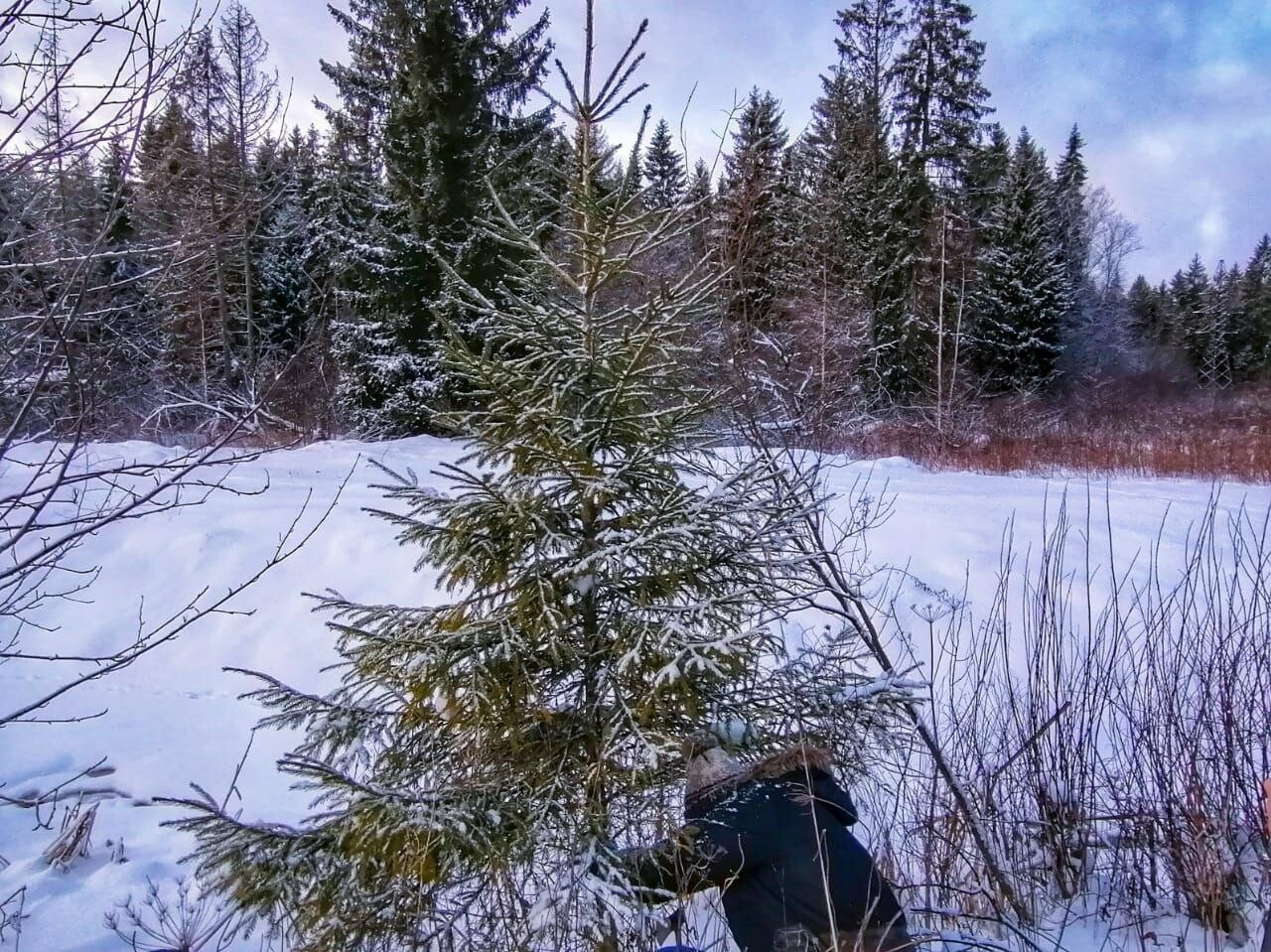 В Ленобласти стартует акция «Новогодняя елка в каждый дом»