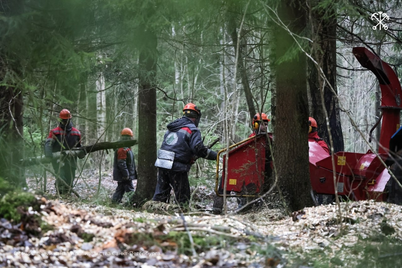 В лесах Петербурга завершаются работы по уборке аварийных и больных деревьев