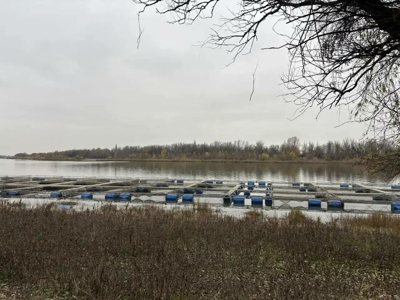 Почти 240 астраханских фермеров получили поддержку для развития хозяйств