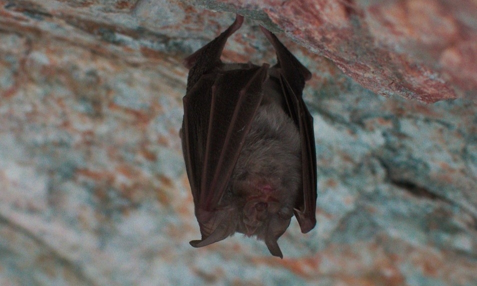 Поляк обнаружил в своем ботинке 20 живых летучих мышей