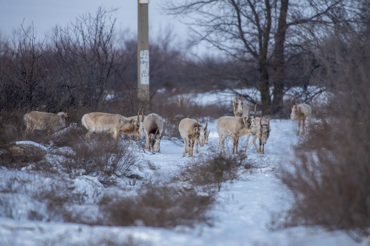 Сайгаки все чаще появляются рядом с Астраханью