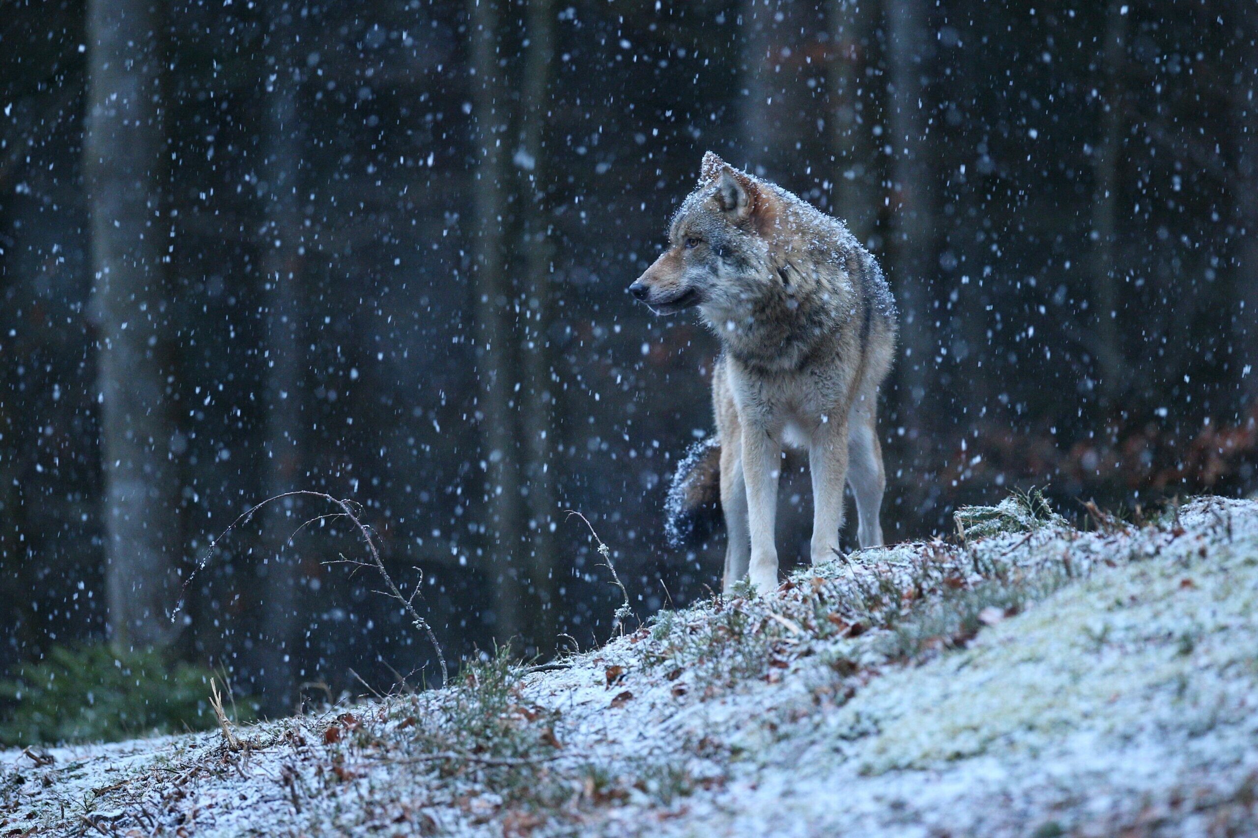 Новгородские охотники получили более 4 миллионов рублей за добытых волков