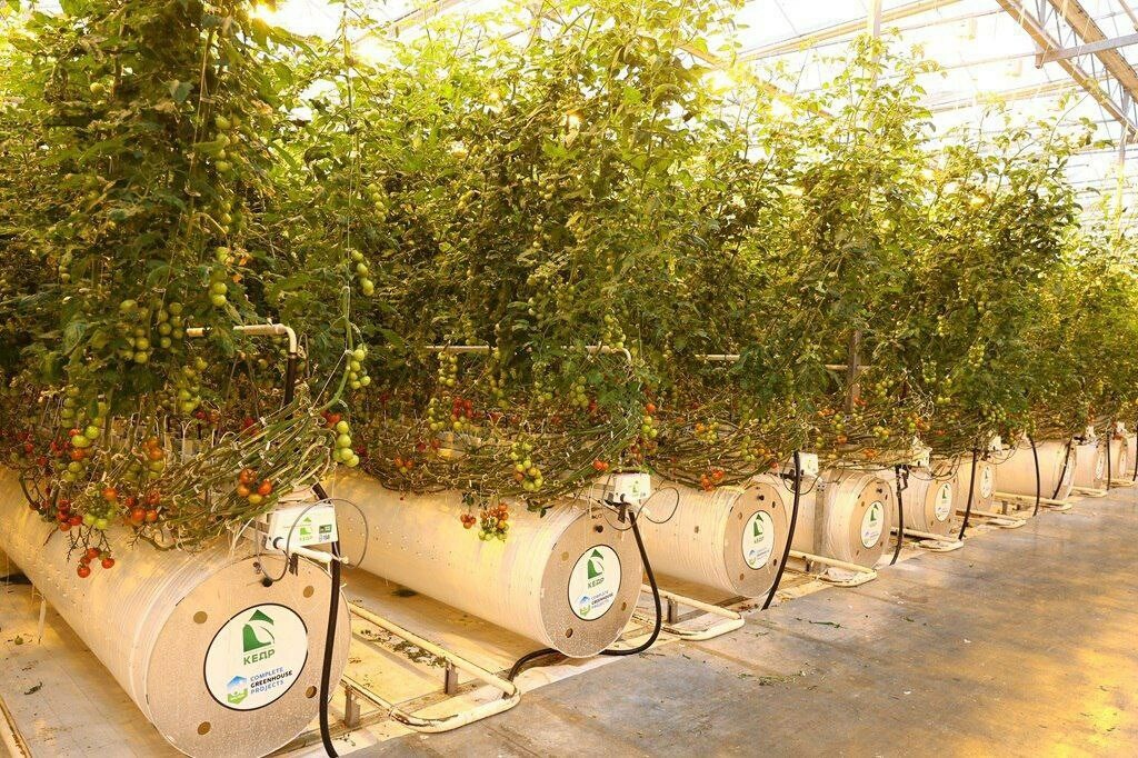 Астраханский тепличный комплекс «Кедр» получил более 23 млн рублей господдержки