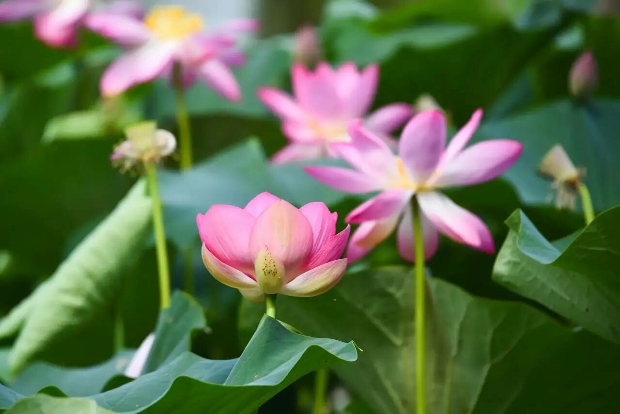 Астраханская область вошла в топ-5 туристических регионов ЮФО по «зеленому» развитию