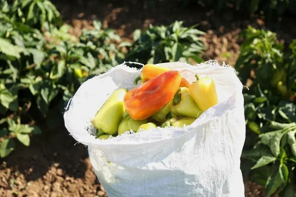 Астраханская область собрала рекордный урожай овощей за последние годы