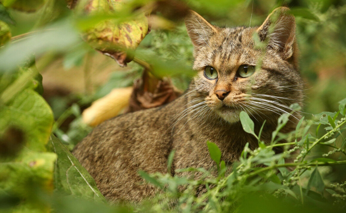 Тысячи диких котов тайно правят лесами европейцев