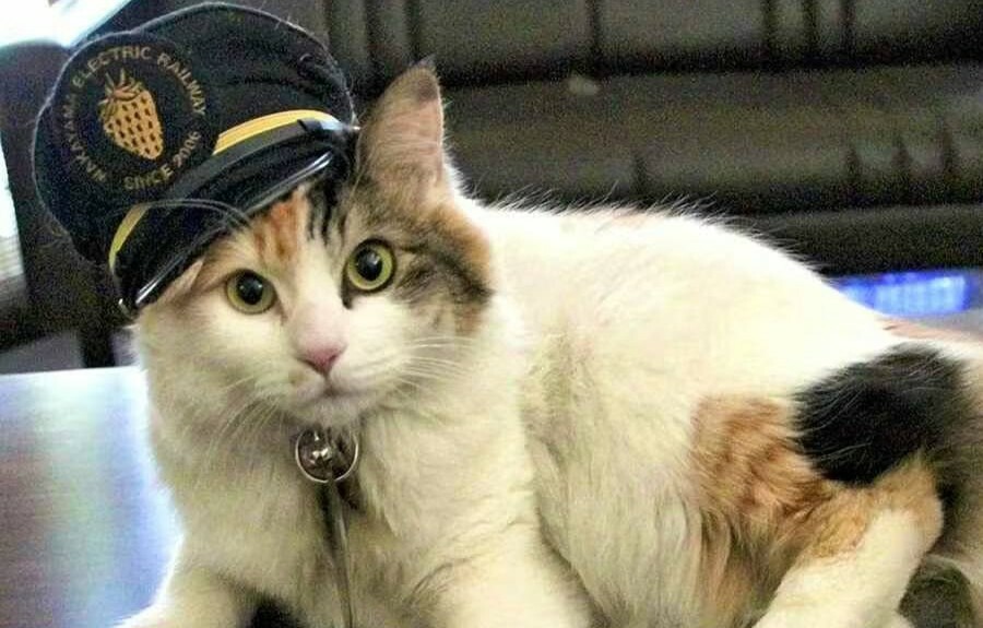 Кошка стала начальником вокзала в Японии
