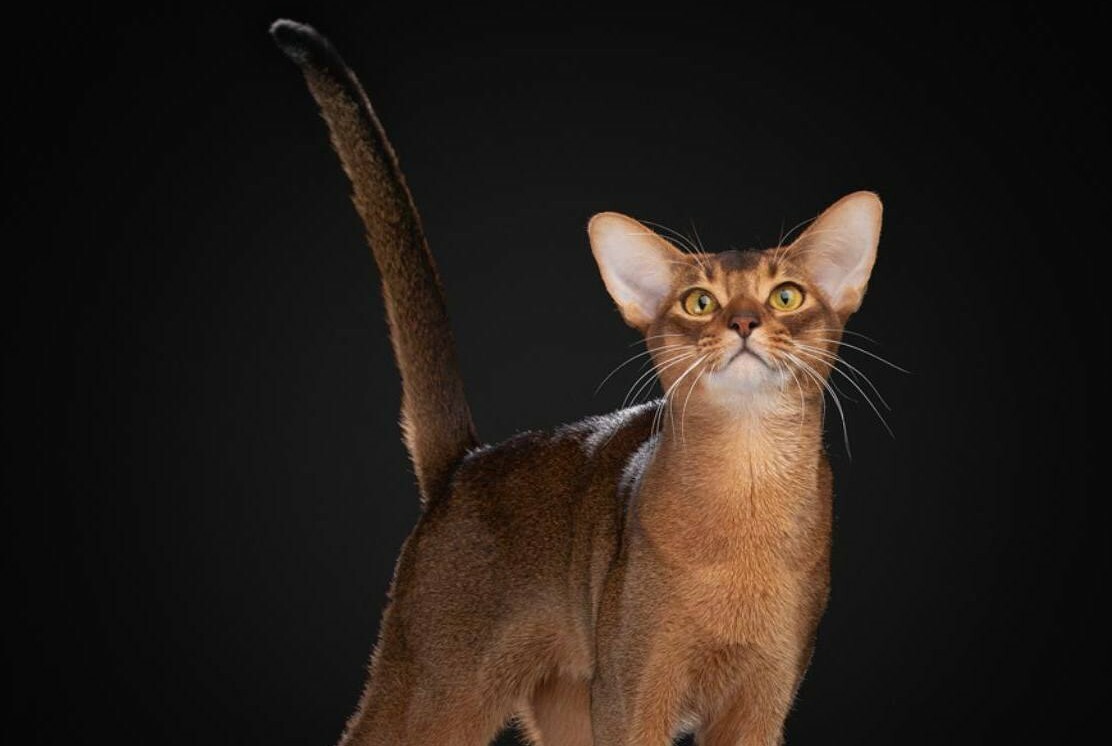 Абиссинский кот из России возглавил мировой рейтинг кошек