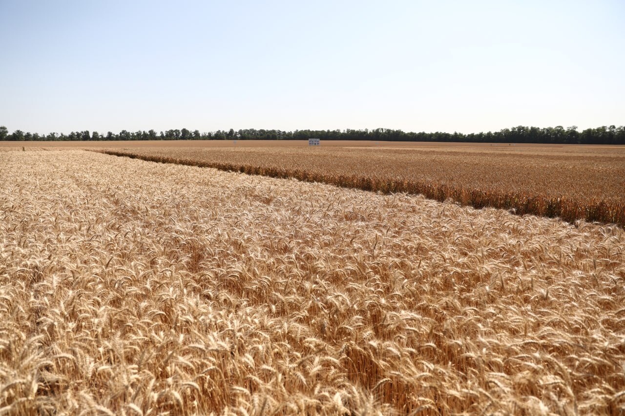 Кубань планирует увеличить экспорт агропродукции до 2,8 млрд долларов США