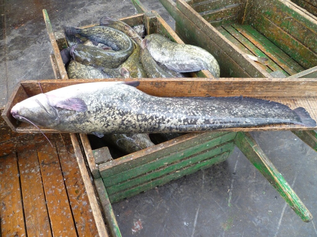 Рыбалка в Астрахани меняет лидеров по улову