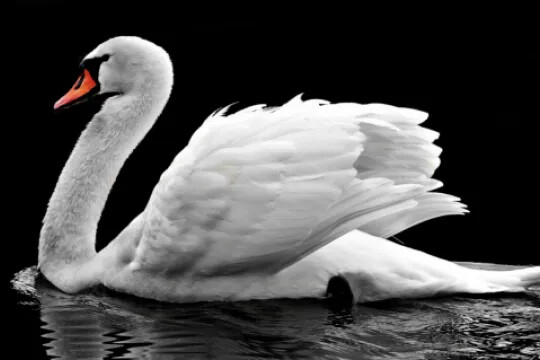 Одинокий лебедь решил остаться на зиму в заповеднике «Шульган-Таш»