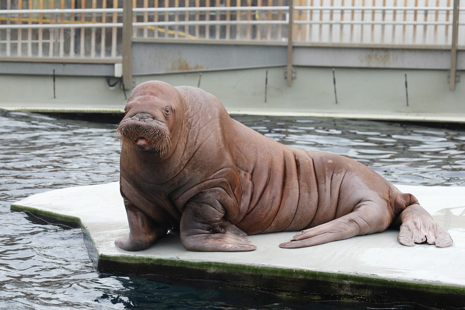 Московский зоопарк отметит 162-й день рождения