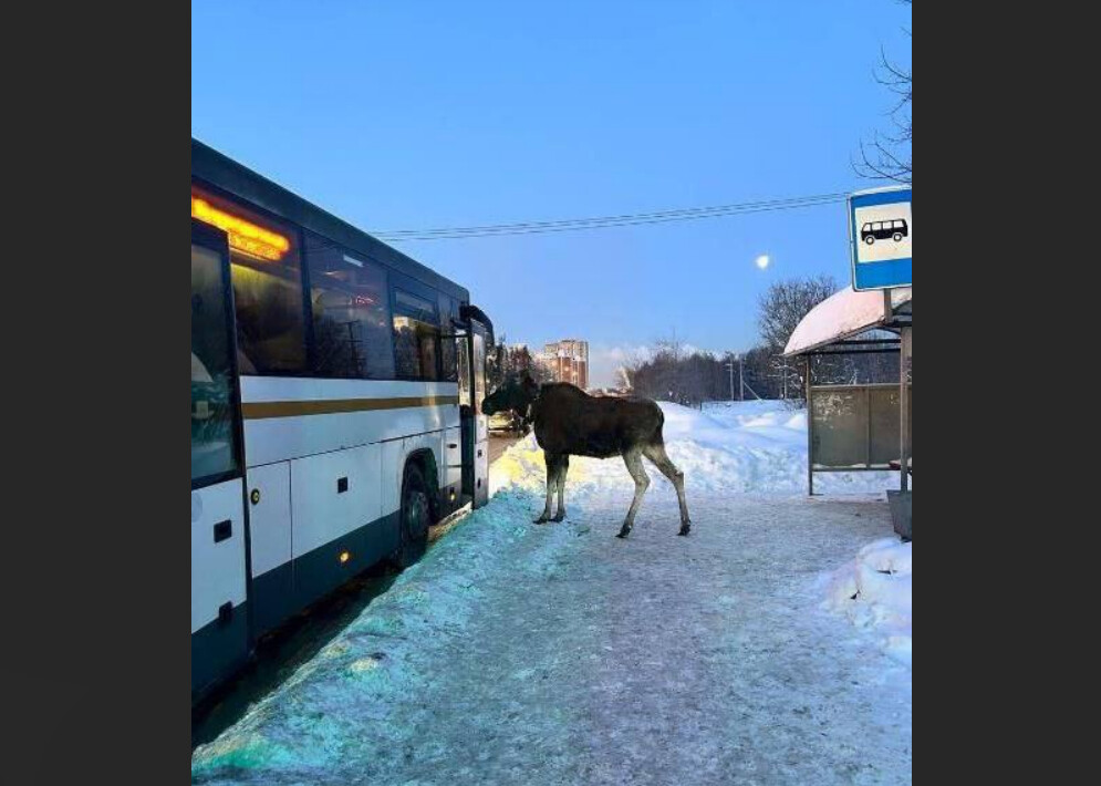 На остановке в Балашихе заметили лося