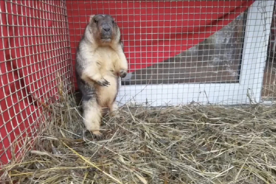 Сурок Филимон не проснулся в свой День впервые за десять лет