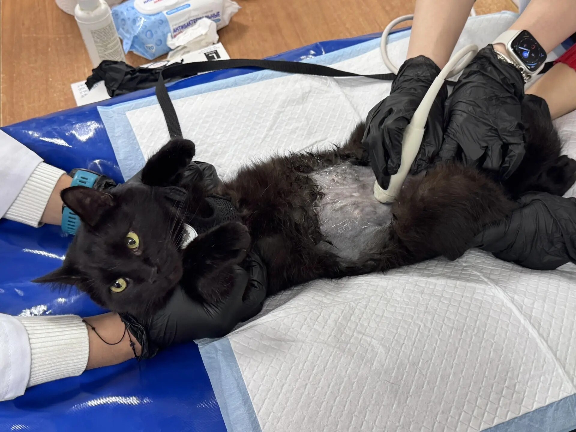 В АГУ откроют современные лаборатории для ветеринаров