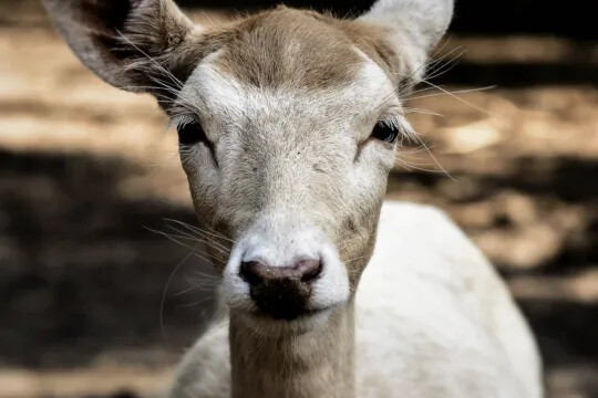 В Башкирии ищут убивших самку косули в лесу браконьеров