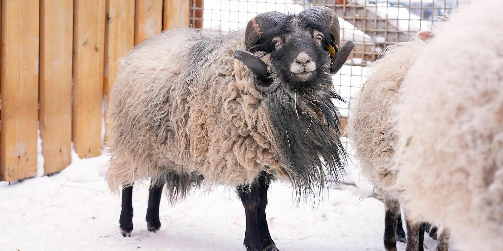 В Московском зоопарке поселился барашек уникальной породы