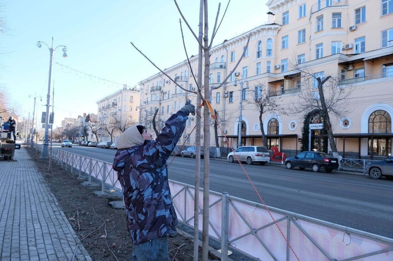 На площади Ленина в Астрахани клены готовят к весне