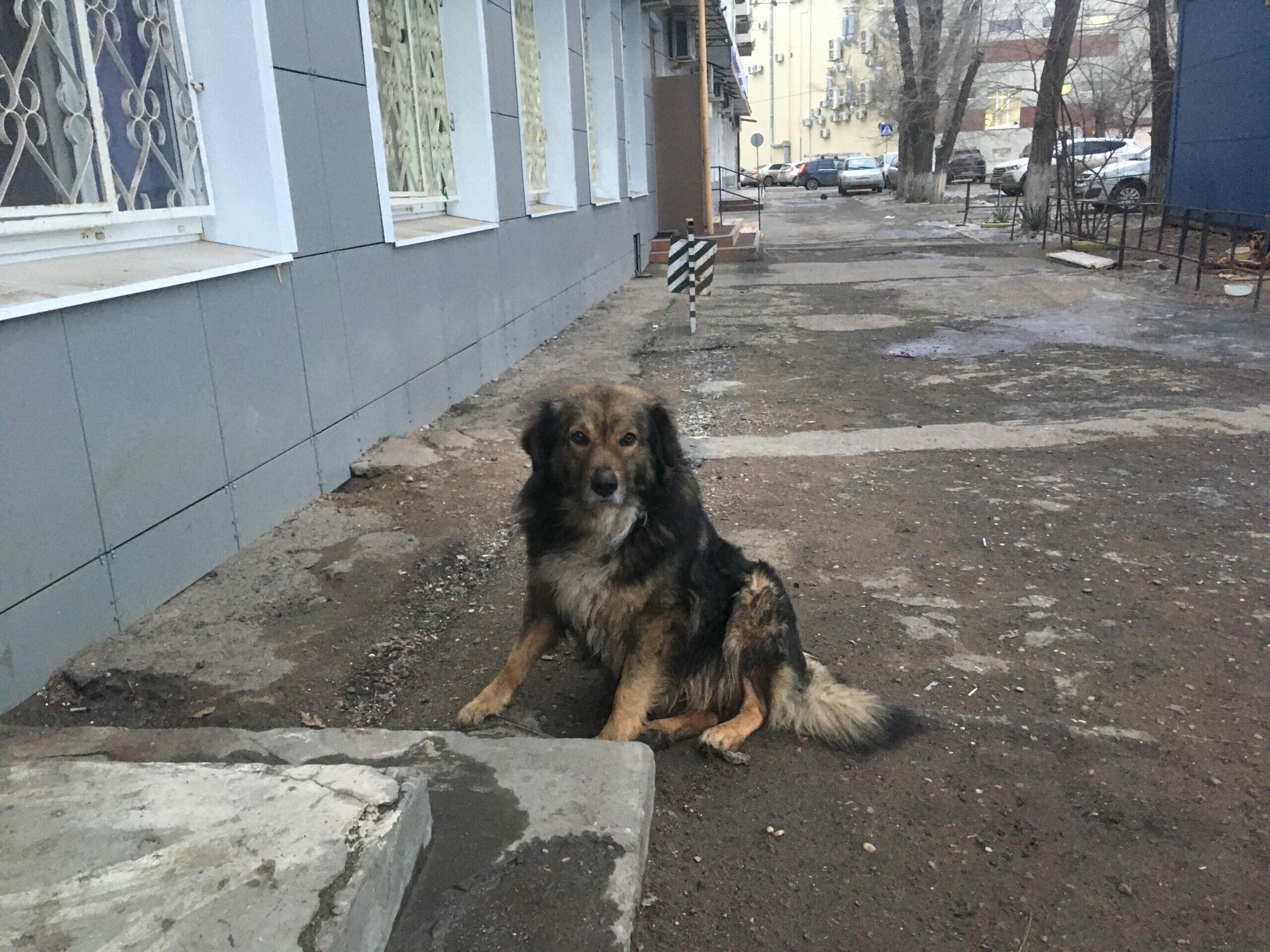 Бастрыкину доложат о нападении собак на школьницу в Астрахани