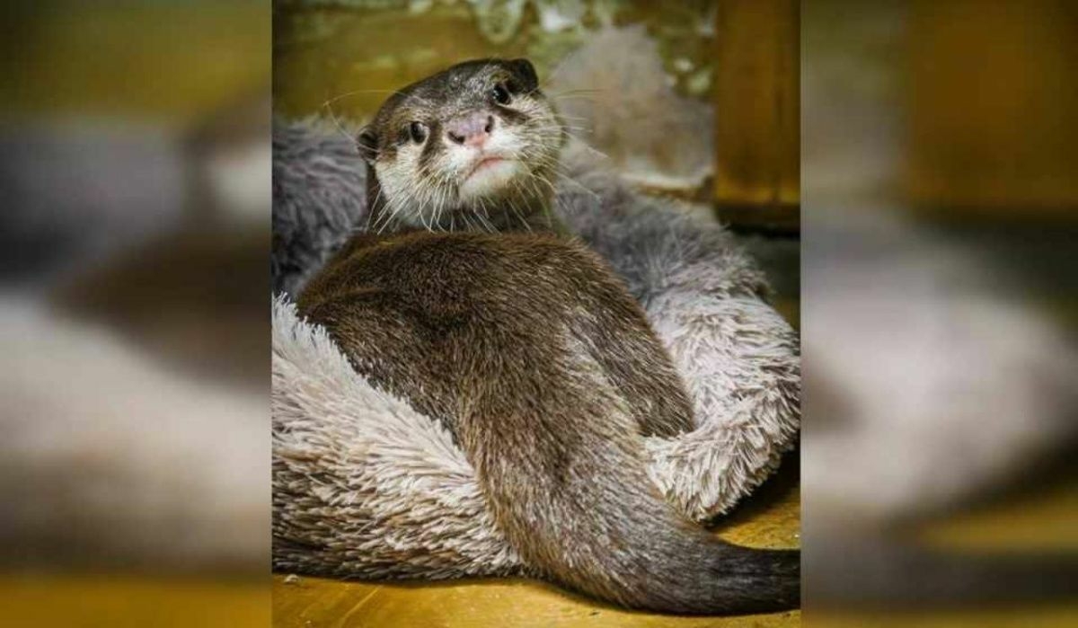 Выдра Василек стала Зоо-мистером в Екатеринбурге