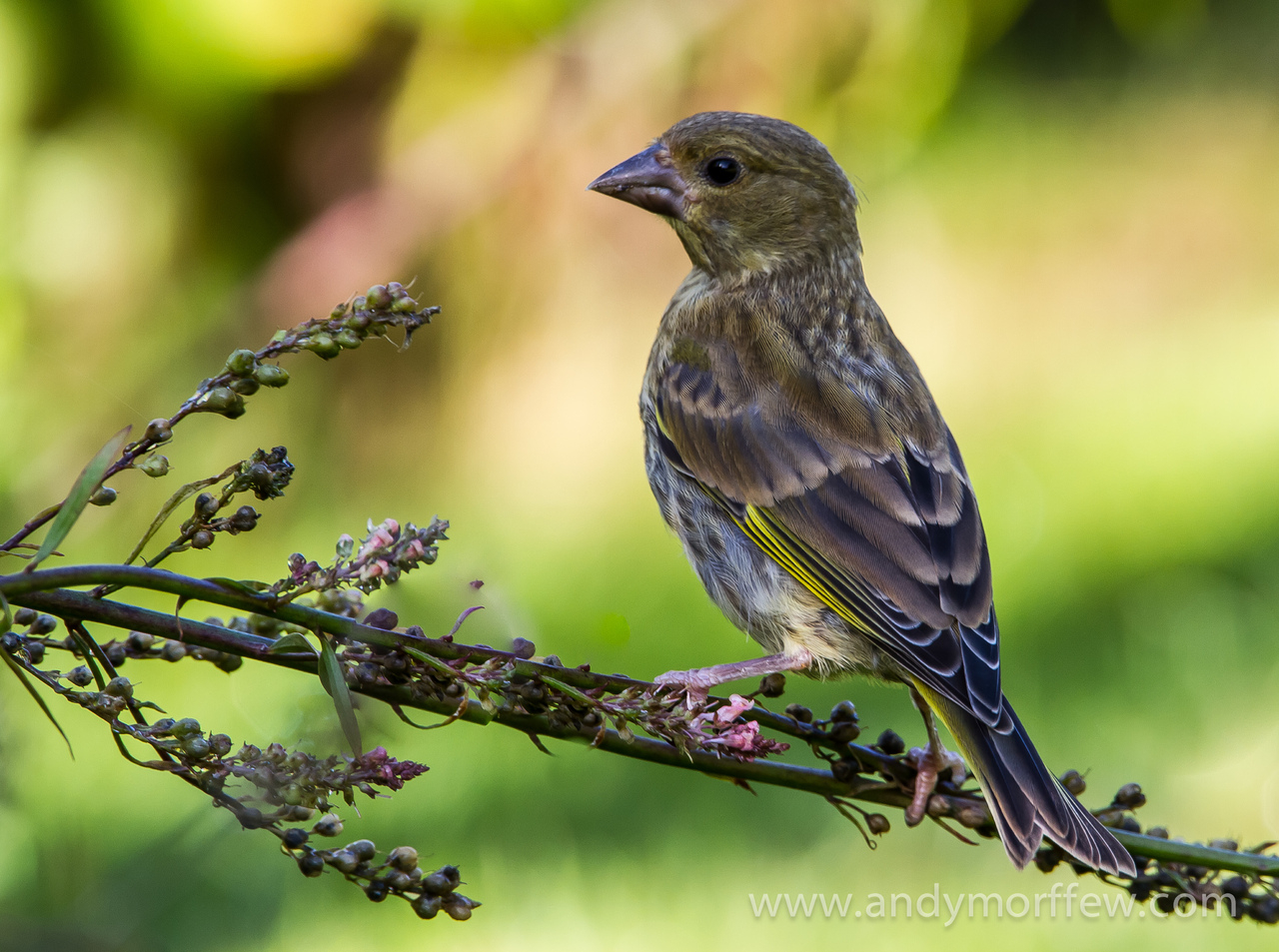 В Подмосковье увеличилась численность крапивников и дроздов
