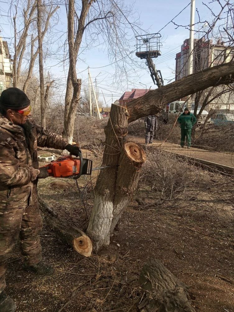 В Астрахани спилили семь аварийных деревьев на Безжонова