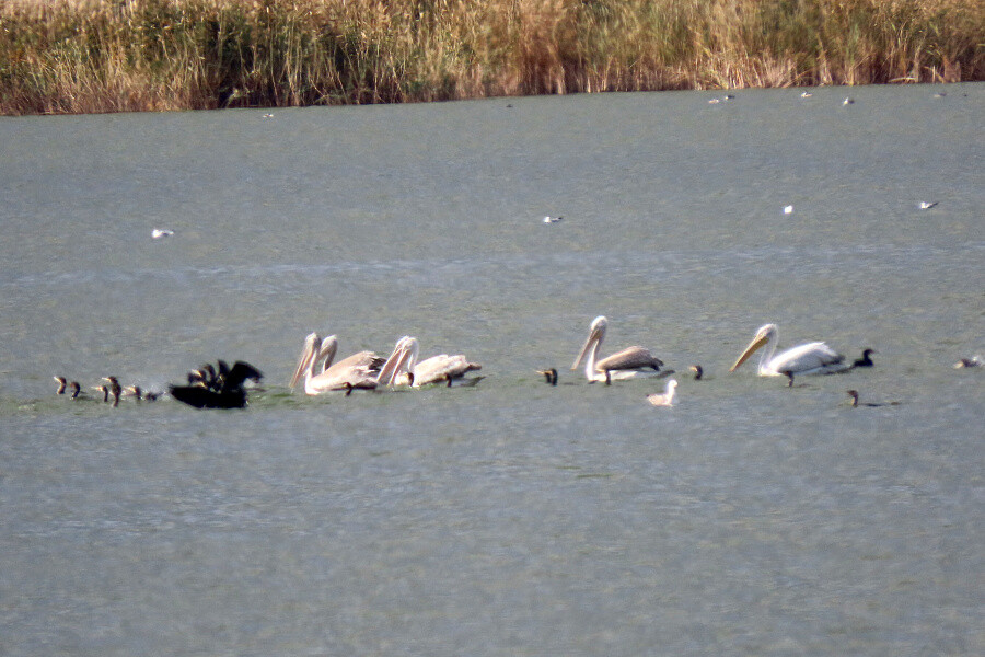 Кудрявый пеликан из Калмыкии временно находится в Волгограде