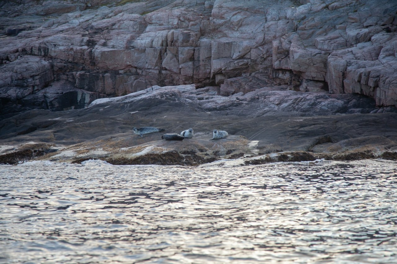 Социальные проекты Арктики поддержат грантами