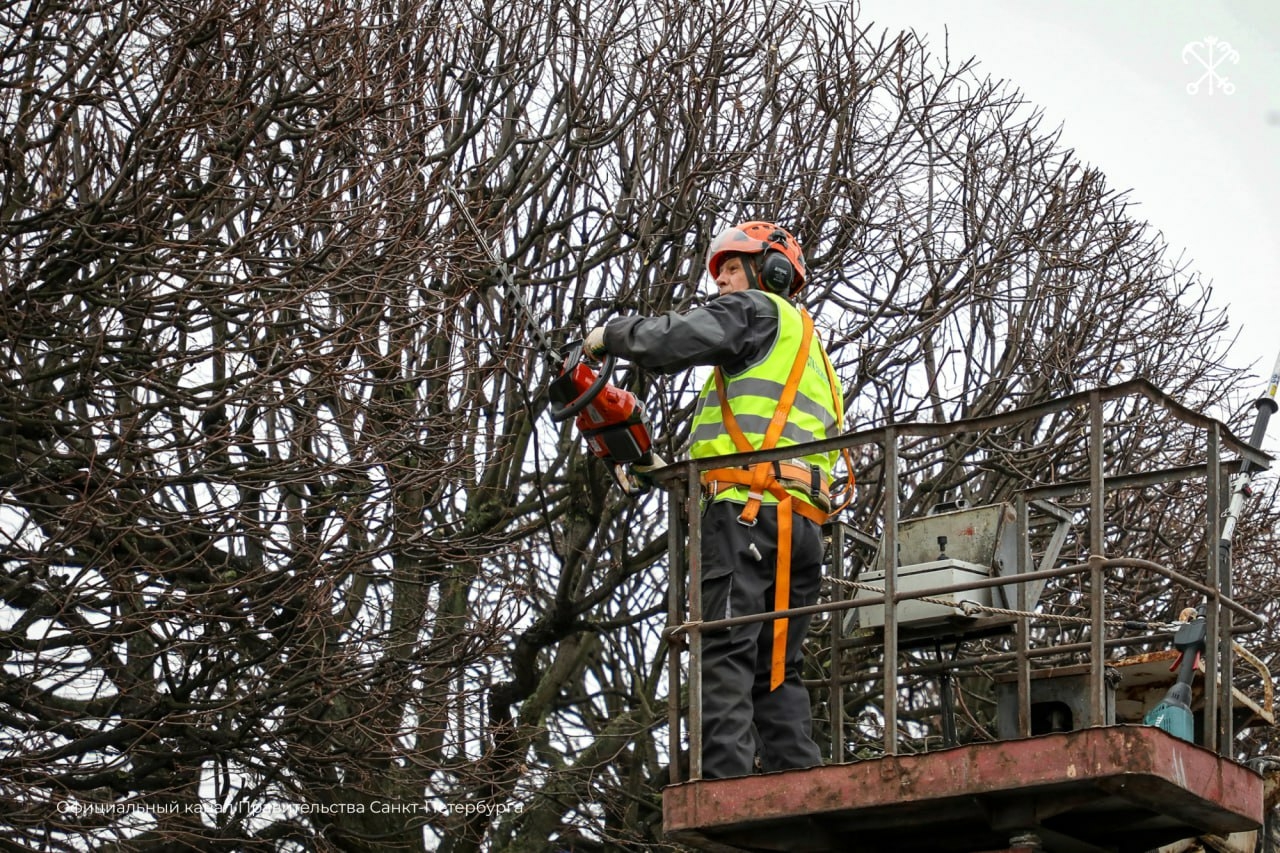 Садово-парковые предприятия Петербурга проводят формовочную обрезку деревьев