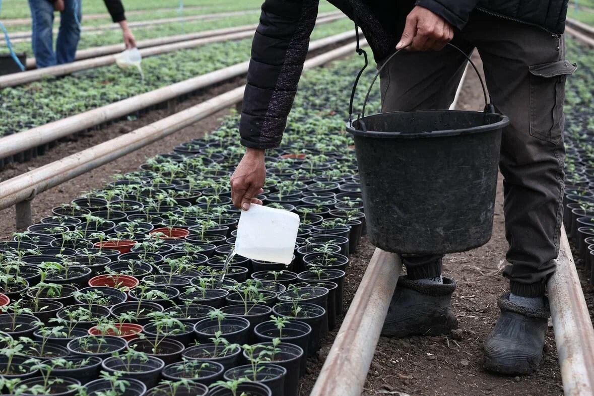 В Камызякском районе Астраханской области взошли розовые томаты