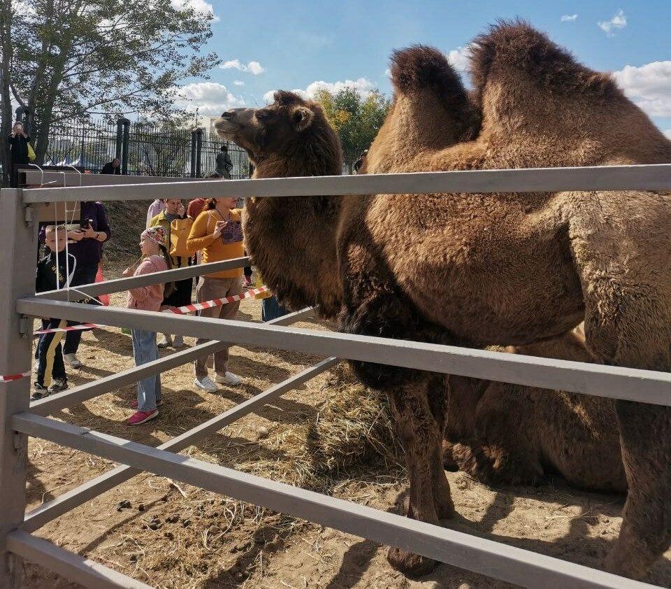 В Астраханской области насчитывается более 2,5 тысячи верблюдов