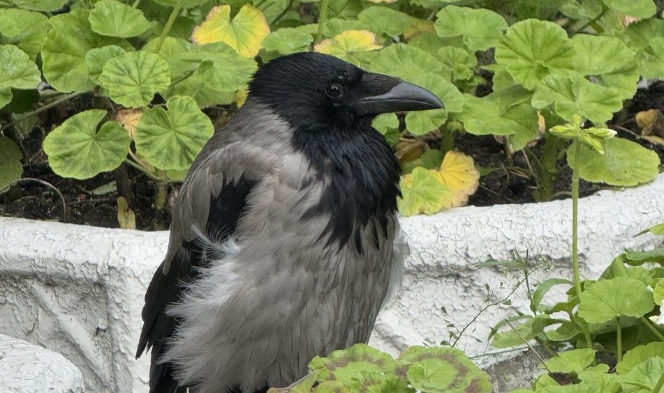 Редкая птица щур обыкновенный замечена в парке Победы в Омске