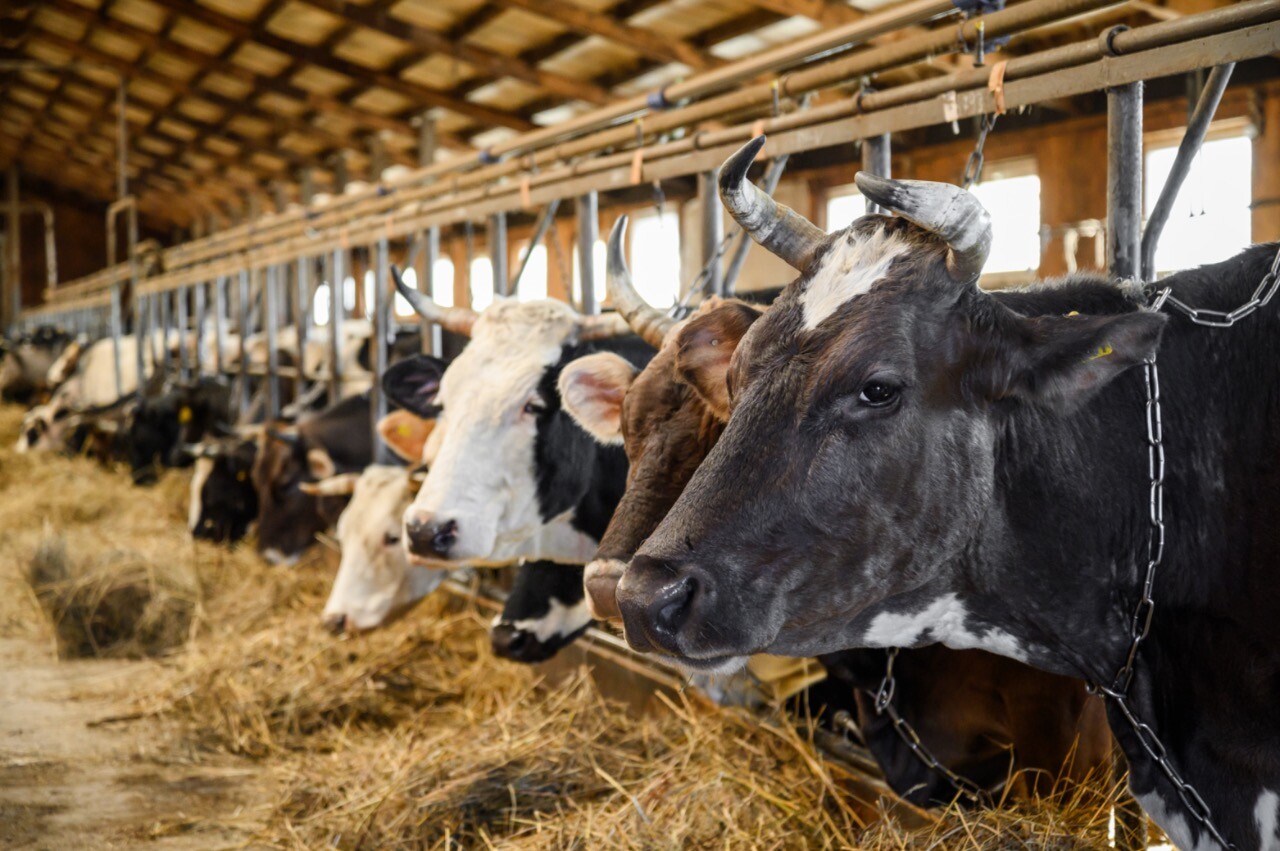 Аграрии Подмосковья получат почти 6 млрд рублей поддержки