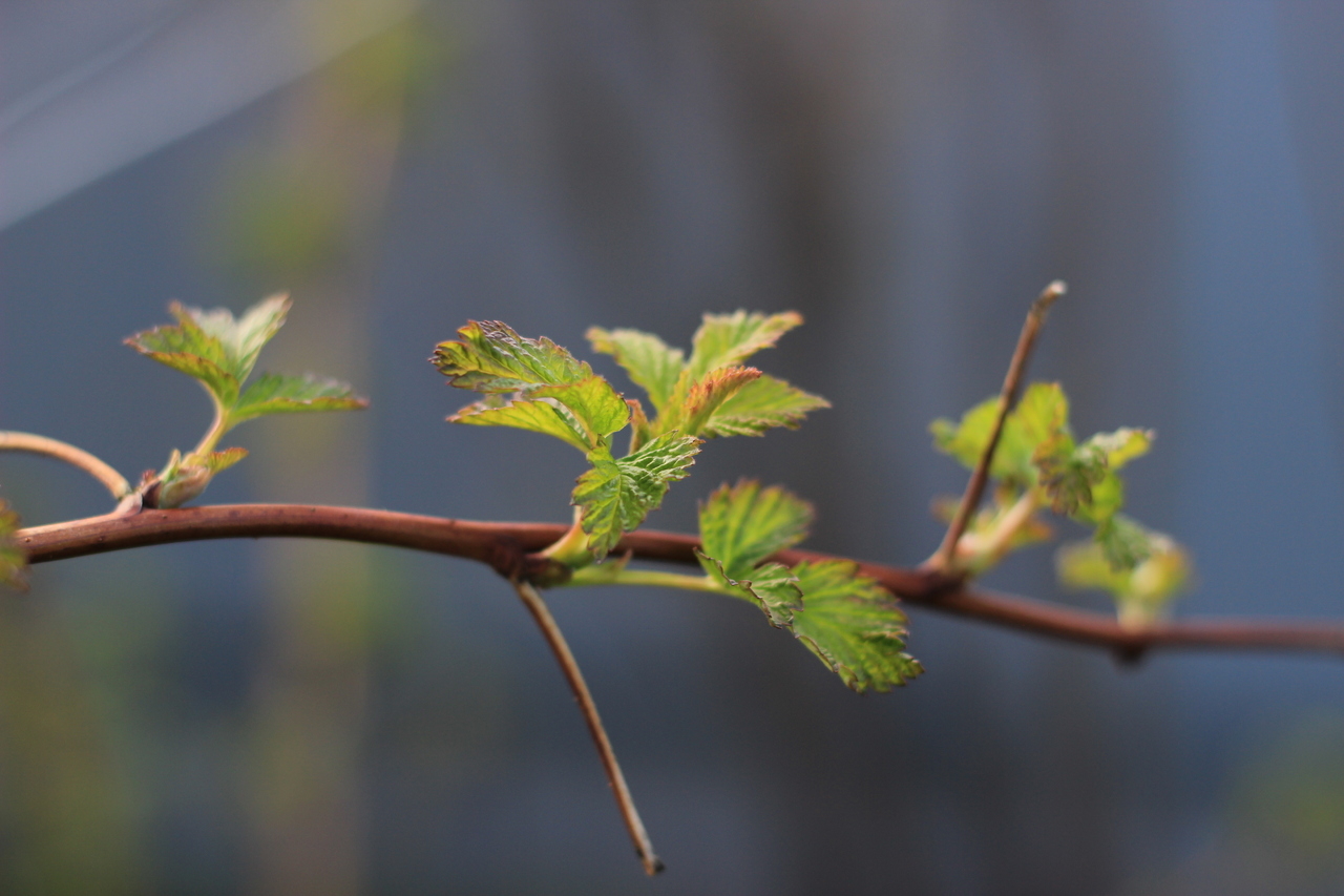 Весна наступит в Ярославской области в середине марта