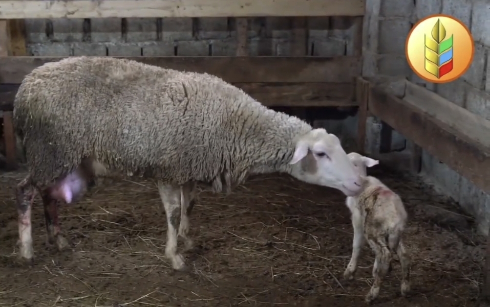 В Дагестане родился ягненок весом 5,5 кг