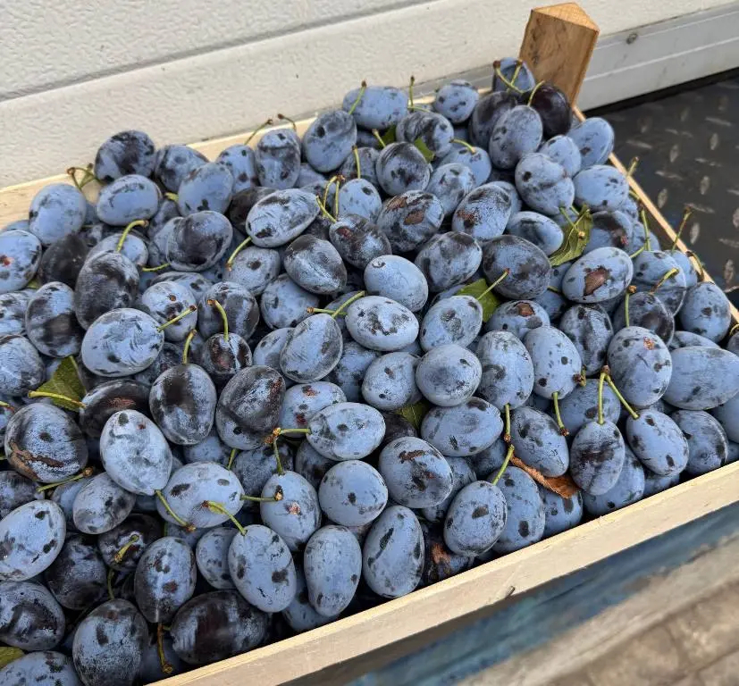 В порт Петербурга из Чили прибыли зараженные сливы и нектарины