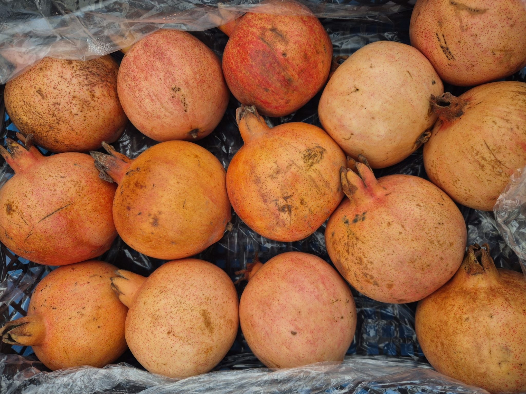 В Оренбургской области выявили вредителя в импортных гранатах