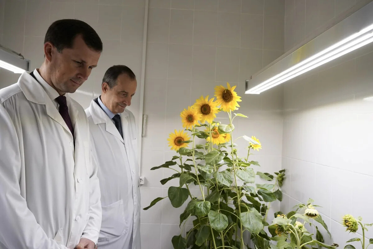 Кубань выделяет более 580 млн рублей на семеноводство и селекцию