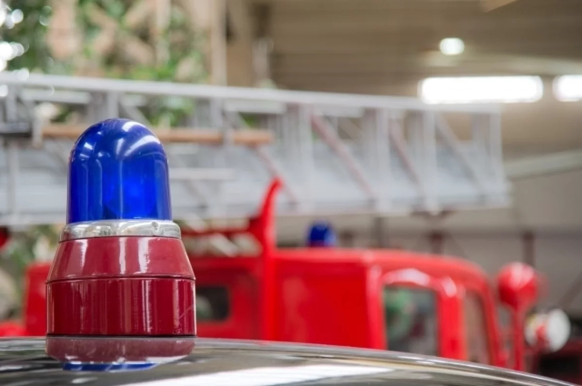 Тульские спасатели спасли котят под завалами в Дагестане