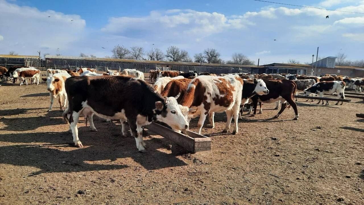 Игорь Бабушкин сообщил о поддержке астраханских аграриев на сумму более 5 млрд рублей