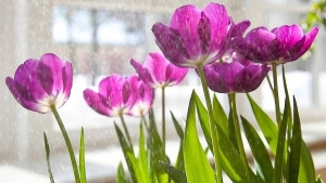 Фото