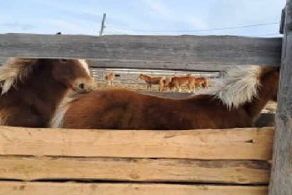 Россельхознадзор выявил нарушения на фермах Усть-Абаканского района