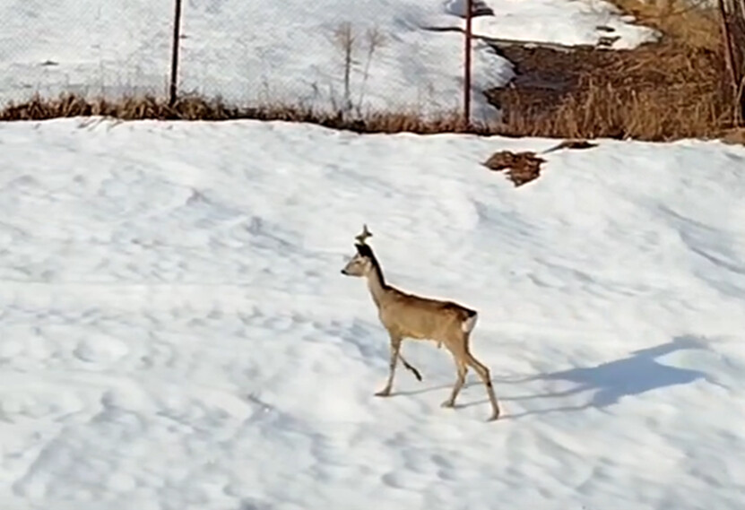 В калужском микрорайоне Мстихино заметили забредшую косулю
