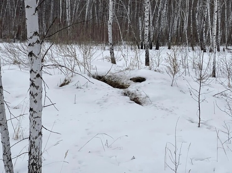 В омском заказнике Лузинская дача сфотографировали лисят