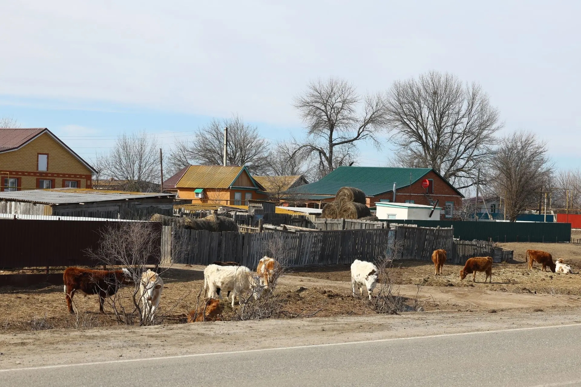В Астраханской области установили новые правила прогона и выгула скота