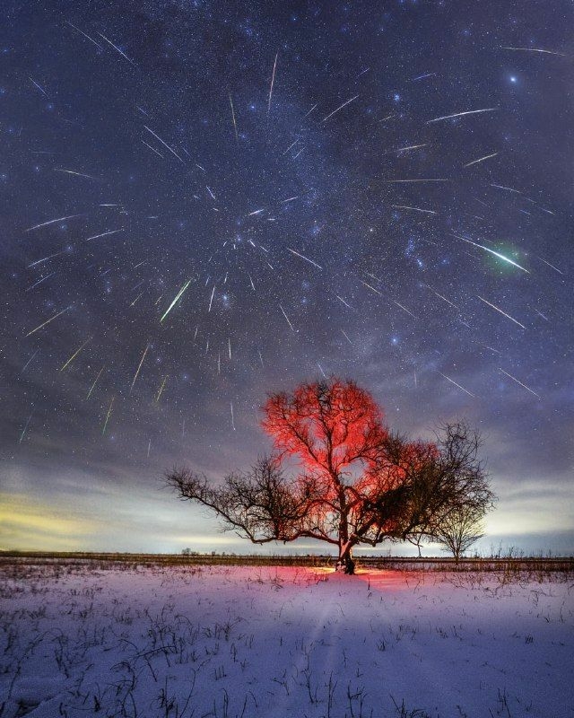 Под Астраханью вырубили астрономическое дерево любителей звездного неба