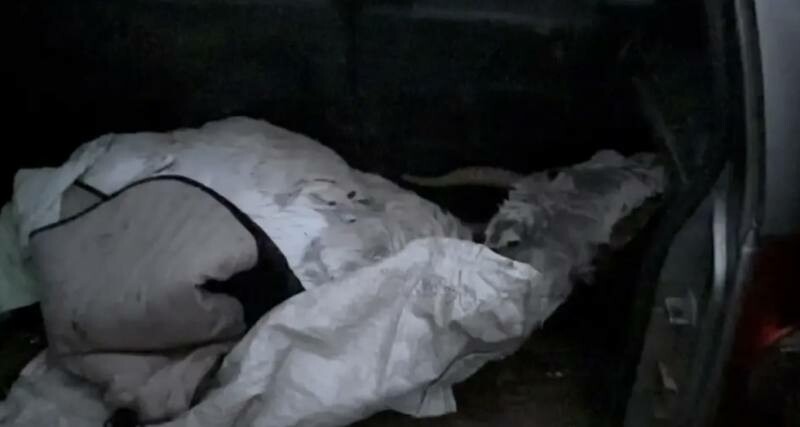 В Ахтубинском районе полицейские обнаружили тушку животного, похожего на сайгака