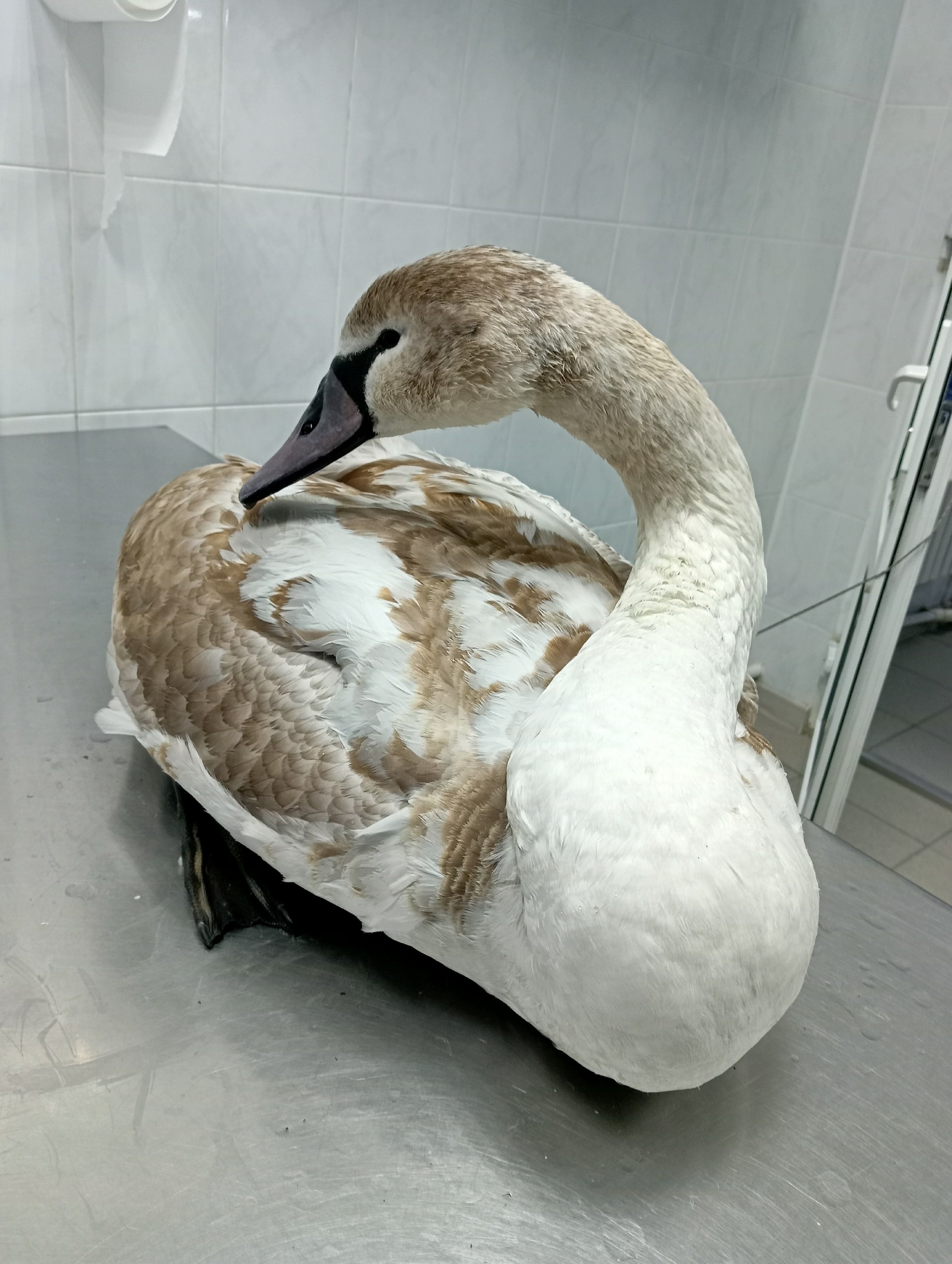 В Геленджике спасли ослабленного лебедя