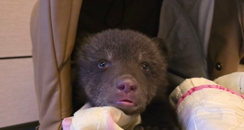 Троих медвежат подбросили к центру реабилитации под Екатеринбургом